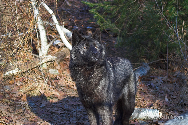 Arctic Wolf 054